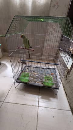urgent sell parrot with cage
