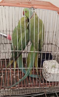Green parrot pair up for sale urgent