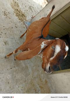 bakara for sale