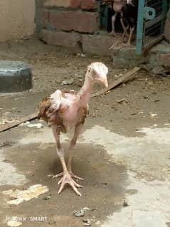 aseel pair with chicks