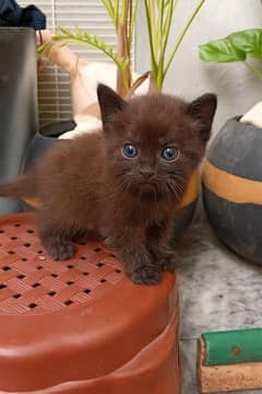 Persian kitten