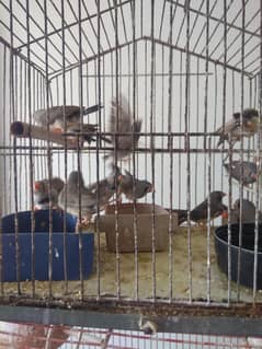 common Finch