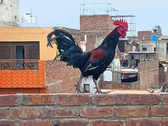 Astrolorp cock