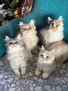 persian