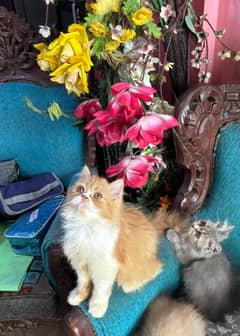 persian