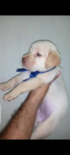 british lbrador pup for sale WhatsApp namber 03207562262