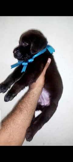 british lbrador pup for sale WhatsApp namber 03207562262