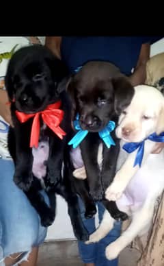 british lbrador pup for sale WhatsApp namber 03207562262