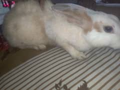 White rabit