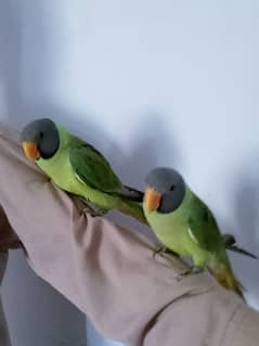 pair for sell