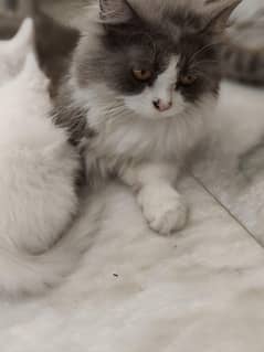 15 months cat
