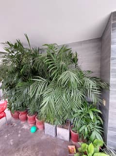 indoor plants for sale fresh and healthy_____  Rs. 5000/_per plant