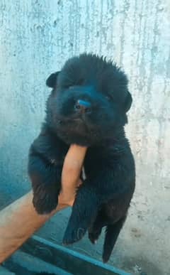 German shepherd Dog| GSD puppies|  pedigree puppy | black Gsd