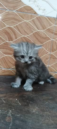 Persian cat threepal cot three kitten
