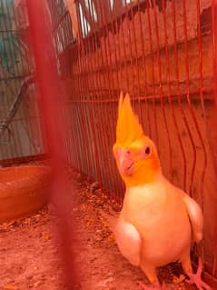 eno