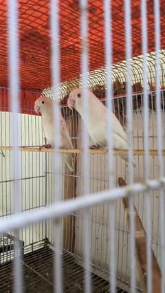 Albino red eye Lovebird | Pair