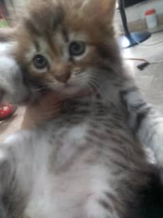 Himalayan partion kittn
