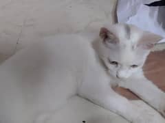 Persian cat