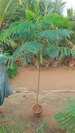 gulmohar tree for sale