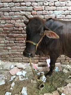 cros cow for sale