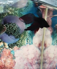Betta fish pair