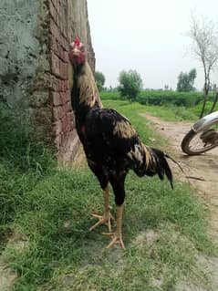 Aseel Murg For Sale