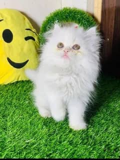 Persian kittens available for sale
