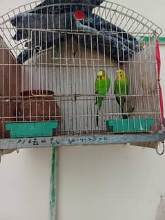 pair
