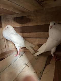 Pouter and English Fantail pigeon
