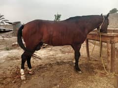 horse for sale 03211912138 whatsapp no