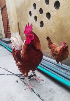 murga for sale