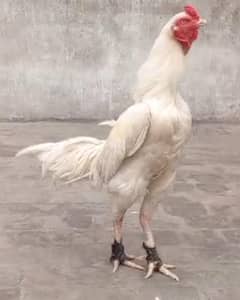 Heera breeder paper white pair
