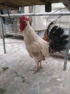 murga murgi