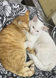 White cat up for adoption Turkish angora and a Persian cat
