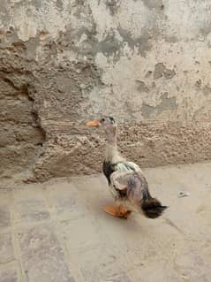 duck  chicken