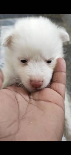 Russian pink nose puppies