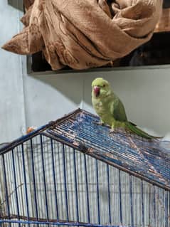 parrot mitthu