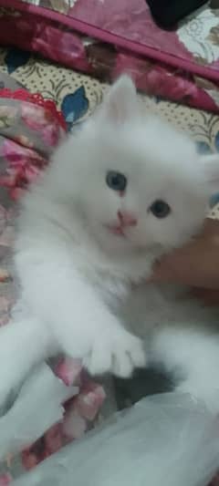 Persian cat