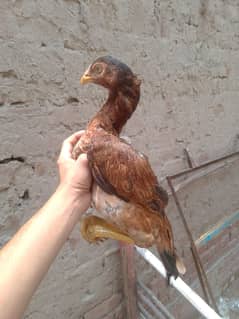 mia wali or amroha Cross breeder murgi