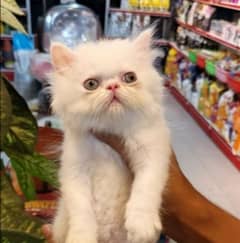 Persian kittens /long coat kittens /white kittens /piki kittens/