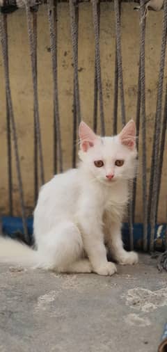 baby cats female