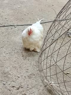 Bantam for sale