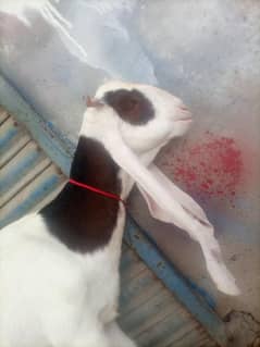 2 dant bakri dod wali  1 mant ki gaban ha 03413021037