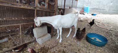 Teddi bakri with male kid