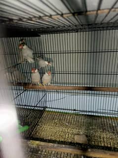 silver java 1 breeder pair available and 1 female available
