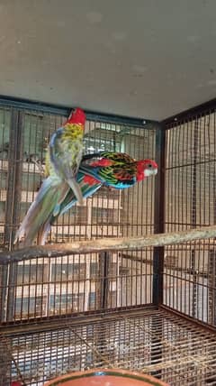rosella