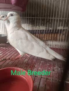 Doves