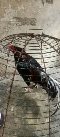 No 1 aseel breed