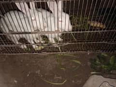 red eyes rabbits