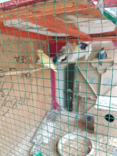 lovebird